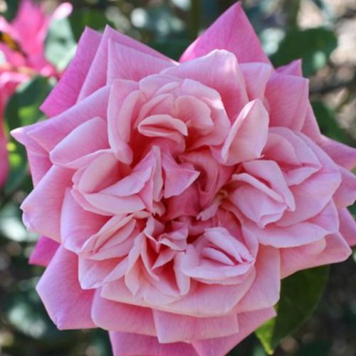 Rózsaszín - Rózsa - Souvenir de J. Mermet - Online rózsa rendelés